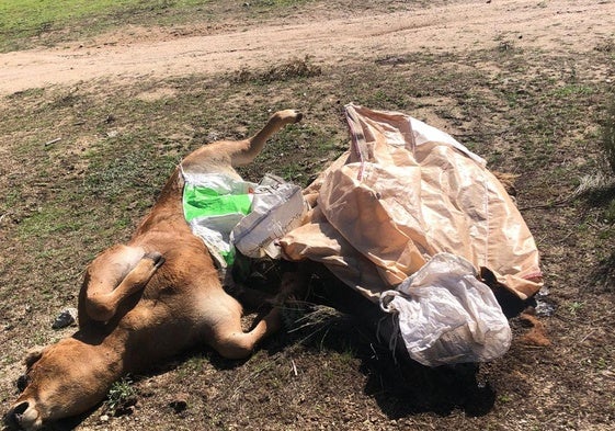 Animales muertos a la espera de ser retirados de una explotación.