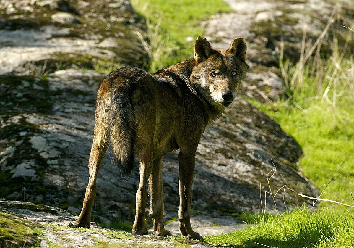 Imagen de archivo de un ejemplar de lobo ibérico.