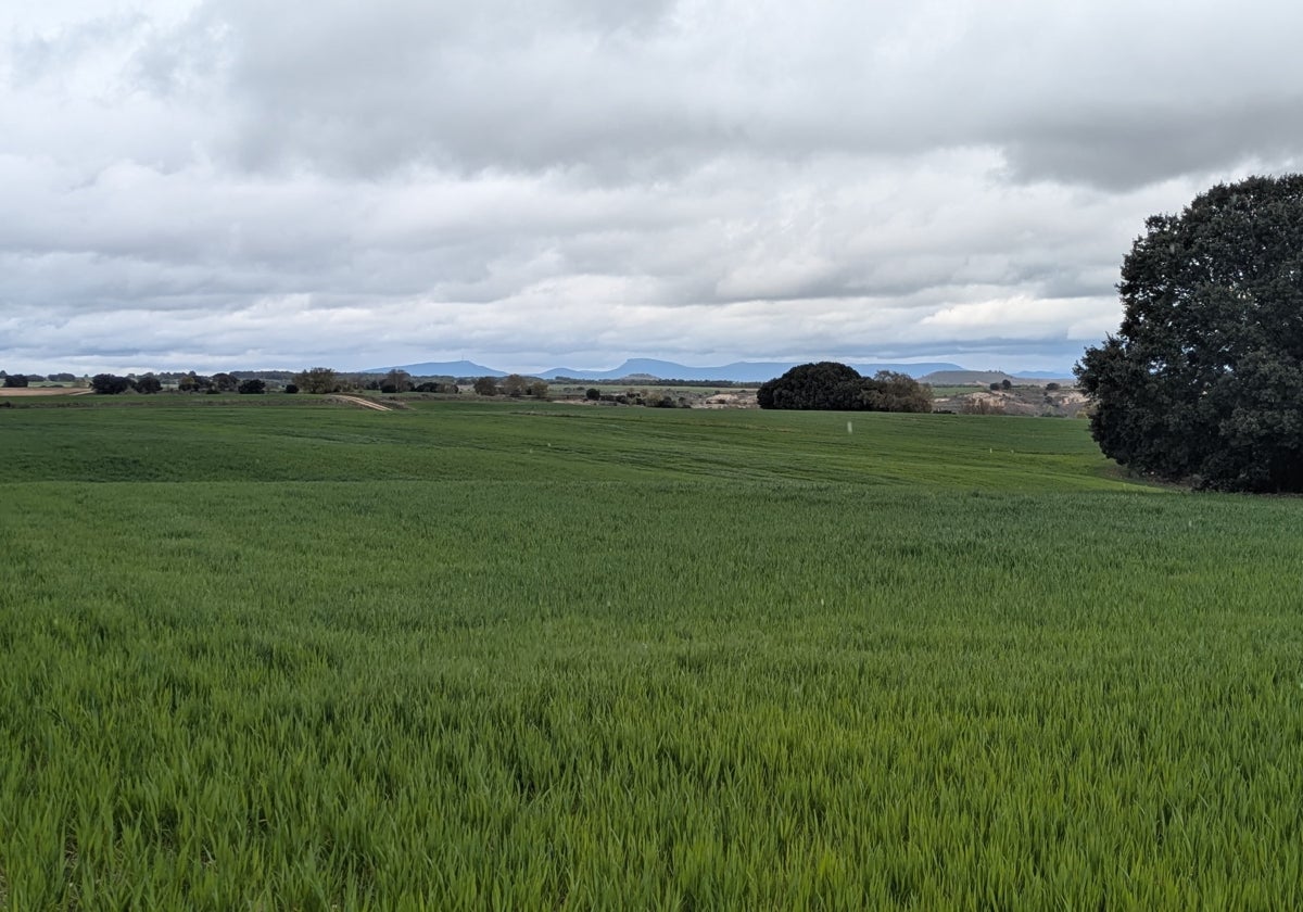 Itacyl augura un buen año en secano, sobre todo en Valladolid y Palencia