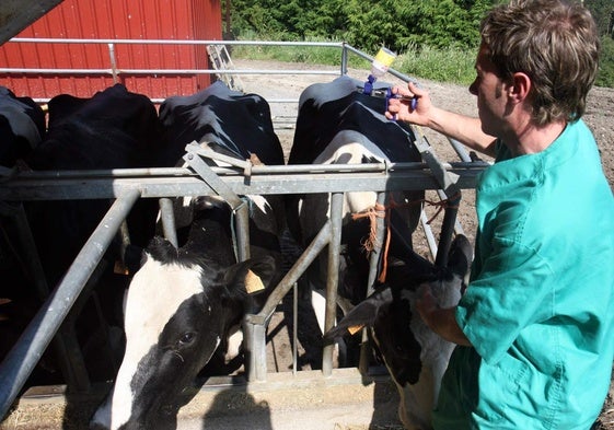 Una veterinario vacuna contra la lengua azul