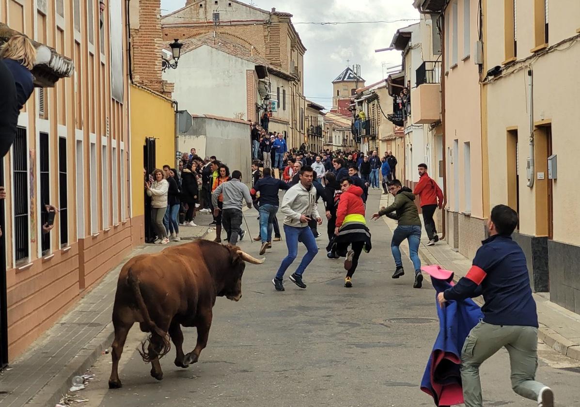 Honores a Santo Toribio con la suelta de dos novillos y un gran ambiente en Mayorga