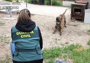 Investigado el dueño de un perro peligroso que atacó a una menor en Tudela