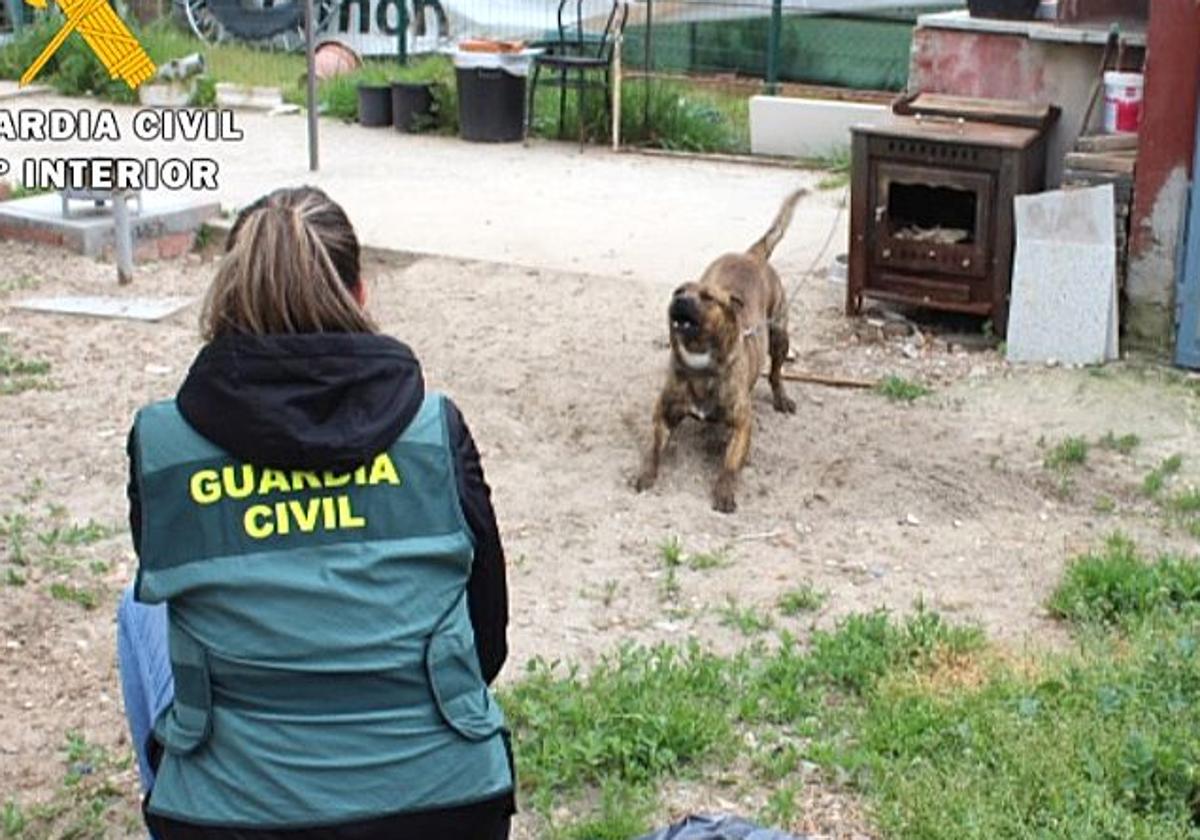 Investigado el dueño de un perro peligroso que atacó a una menor en Tudela