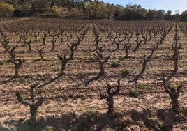 Ribera salva las primeras heladas primaverales con un estado de maduración en fechas