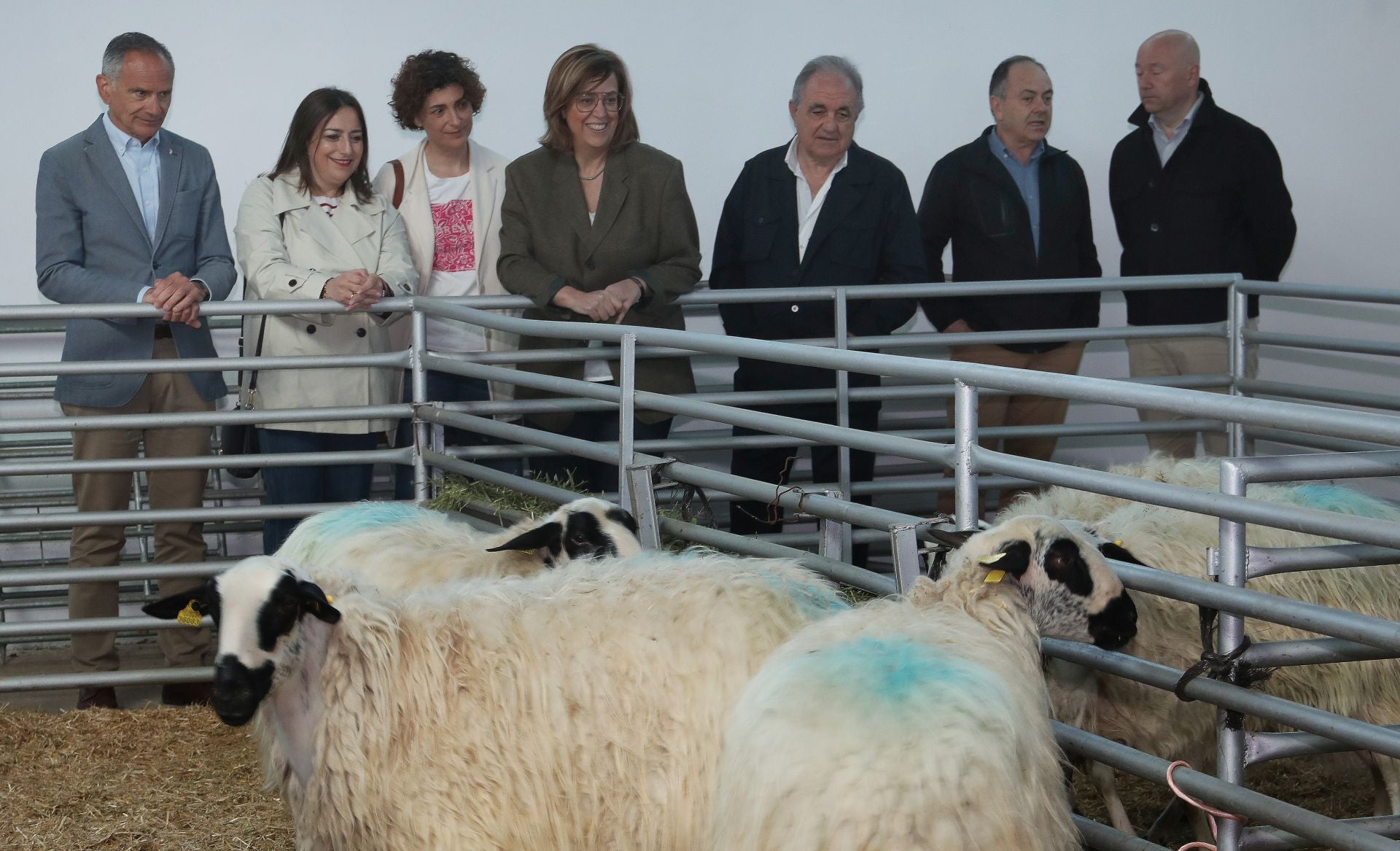 Así es el escaparate del ganado de Raza Churra