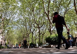 Túnel de plátanos de sombra en la acera de Paseo de Zorrilla.