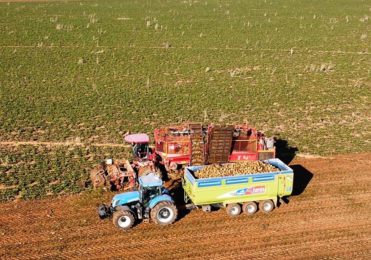 UGAL-UPA pide a la Junta más presupuesto para la ayuda agroambiental de remolacha