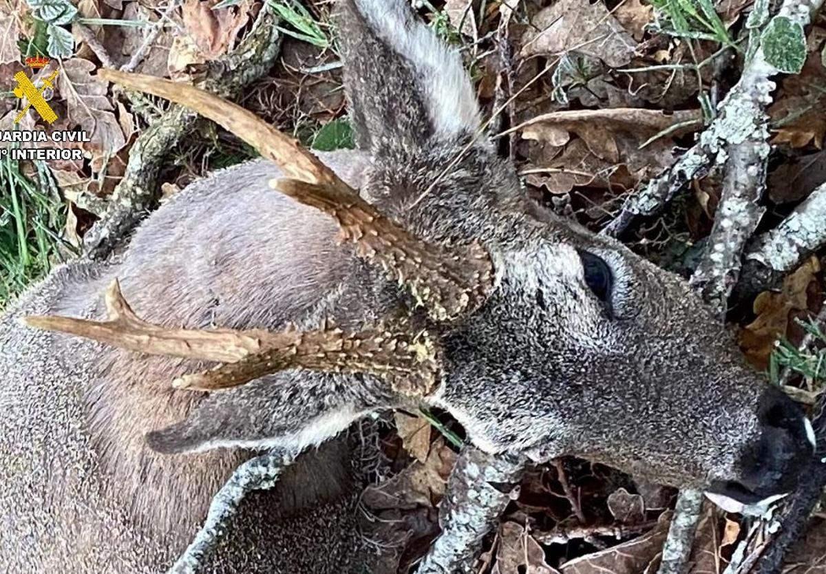 Sorprendido un cazador furtivo en un coto de la Montaña Palentina