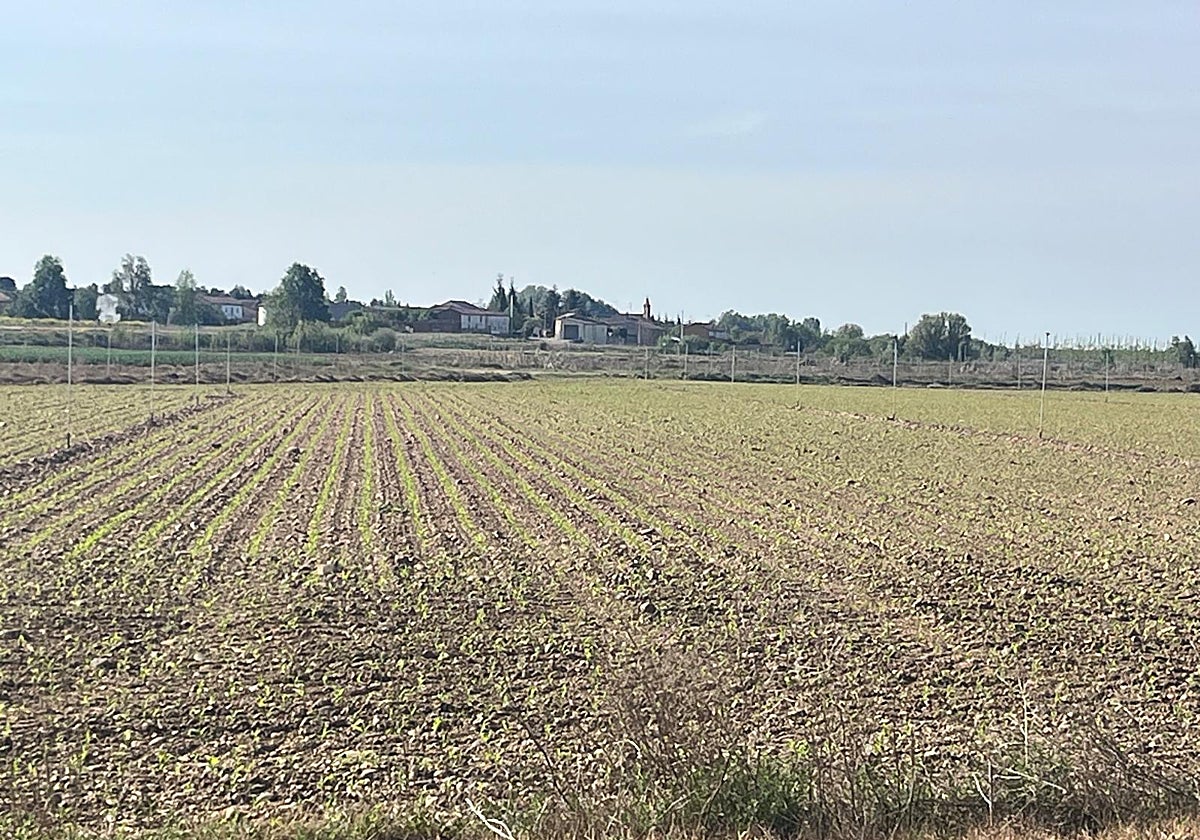 Parcela de maíz en la provincia de León