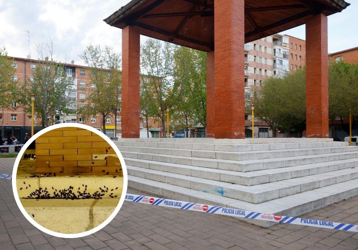 El Ayuntamiento ataja una plaga de cucarachas en el Campo de la Juventud