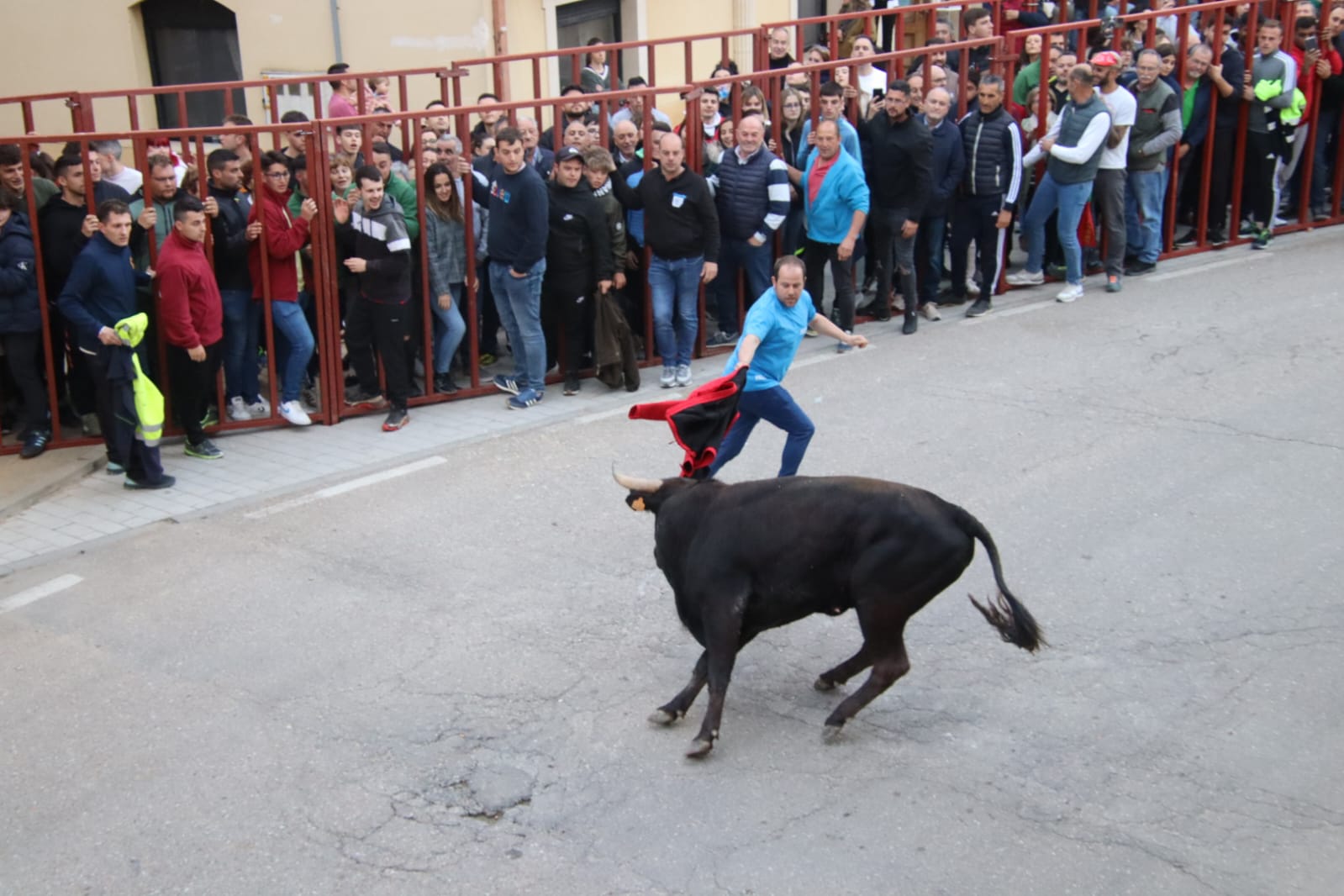 Emoción en Villabrágima con el VII Toro de la Santa Cruz