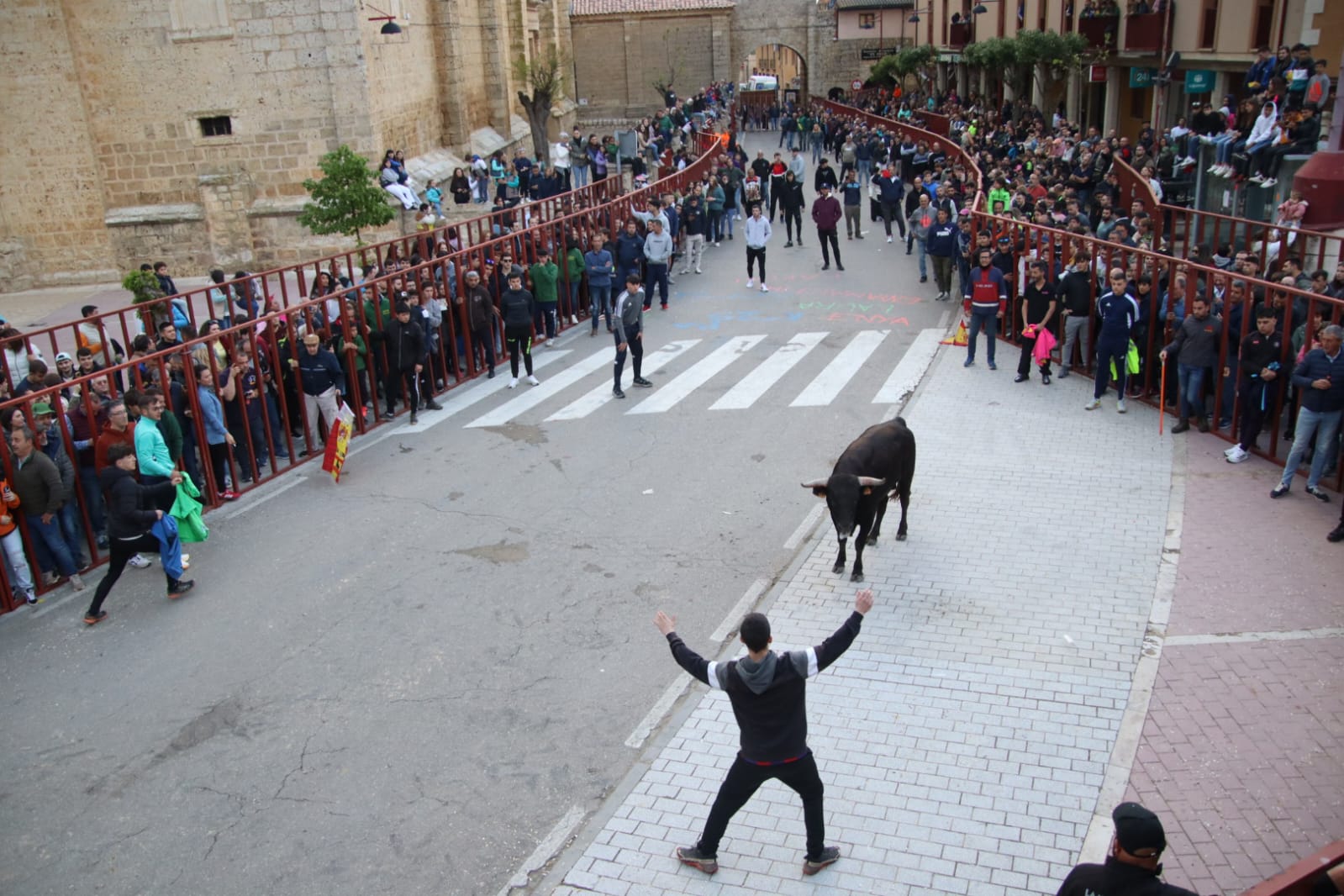 Emoción en Villabrágima con el VII Toro de la Santa Cruz