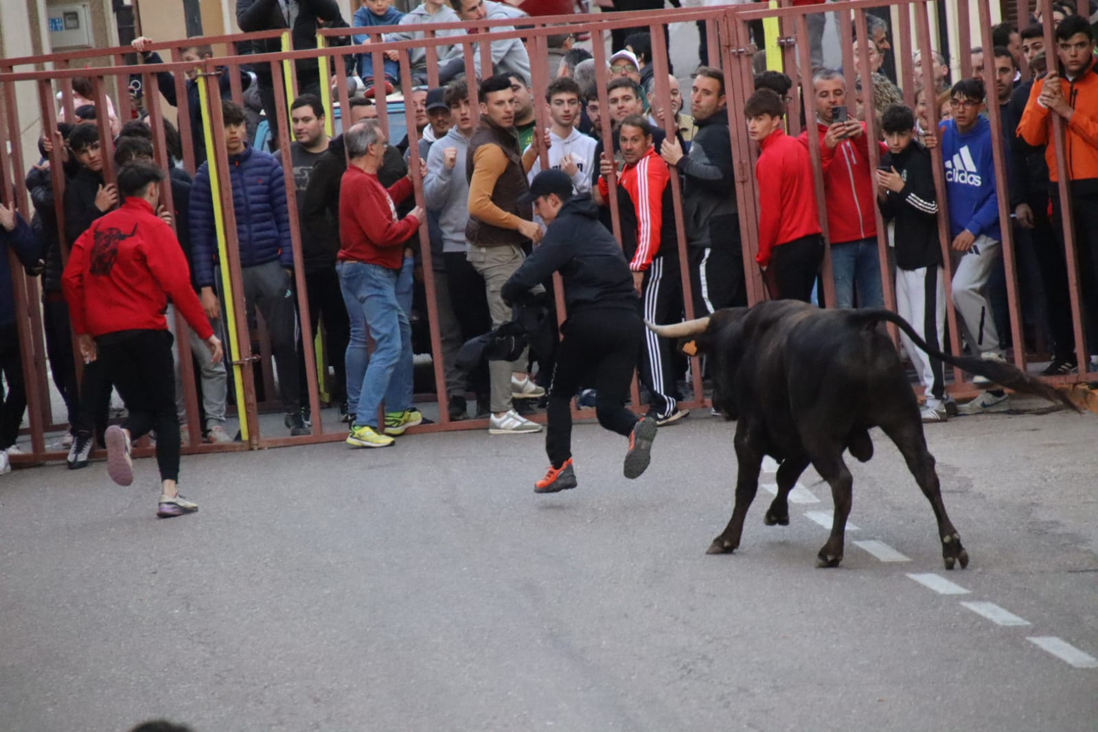 Emoción en Villabrágima con el VII Toro de la Santa Cruz