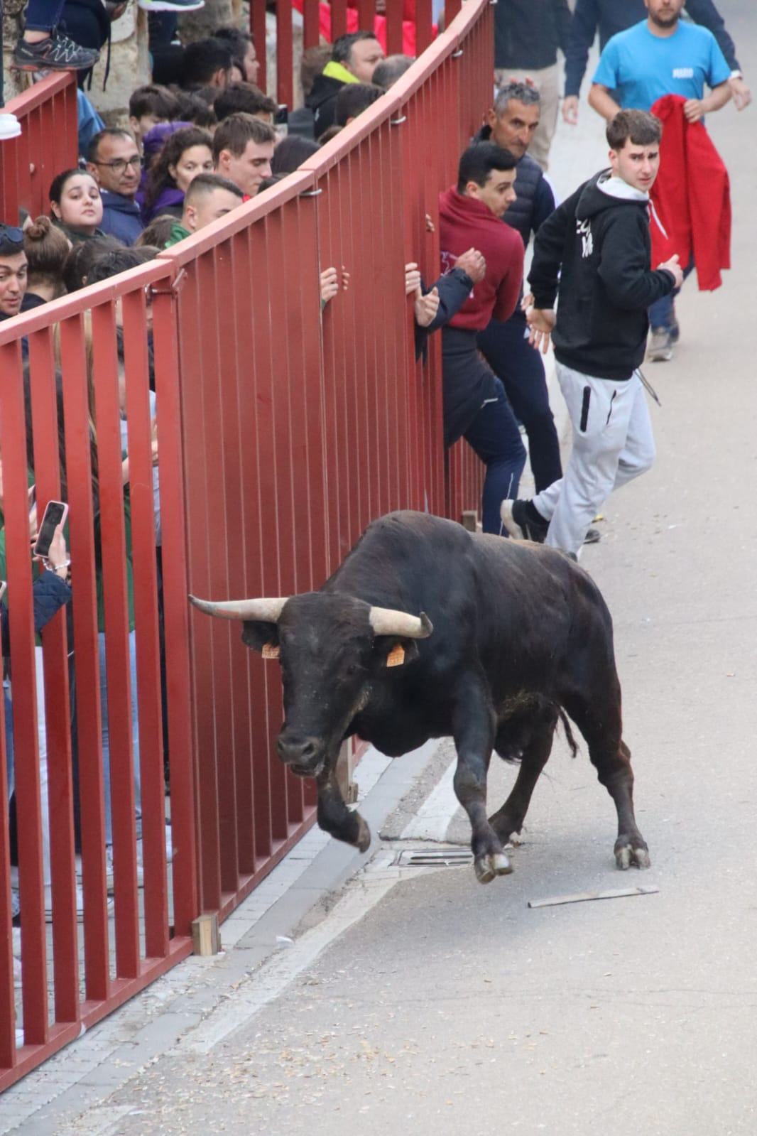 Emoción en Villabrágima con el VII Toro de la Santa Cruz