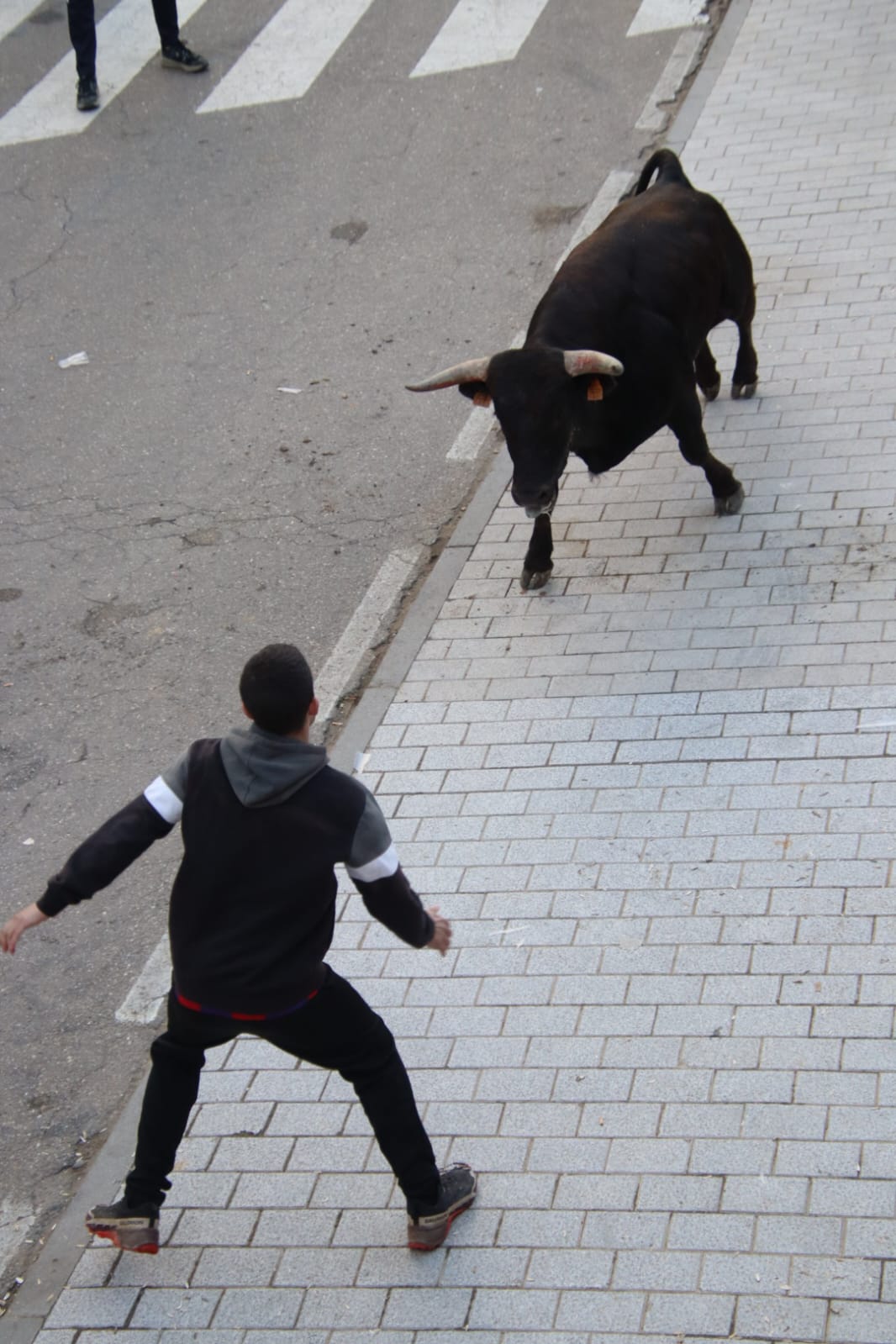 Emoción en Villabrágima con el VII Toro de la Santa Cruz