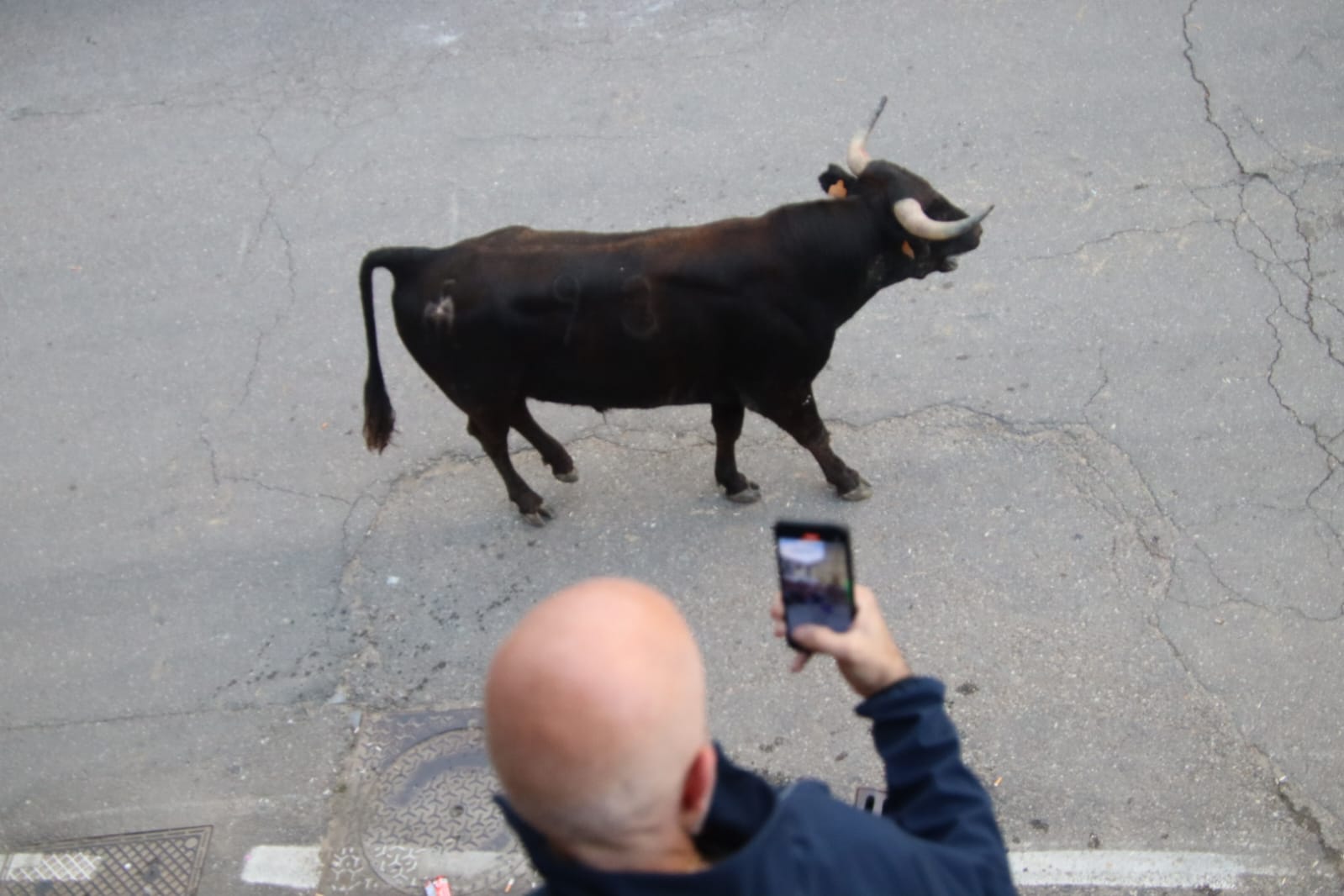 Emoción en Villabrágima con el VII Toro de la Santa Cruz