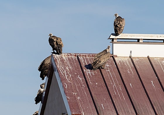 Asaja denuncia que se intensifican los ataques de buitres al ganado en Soria