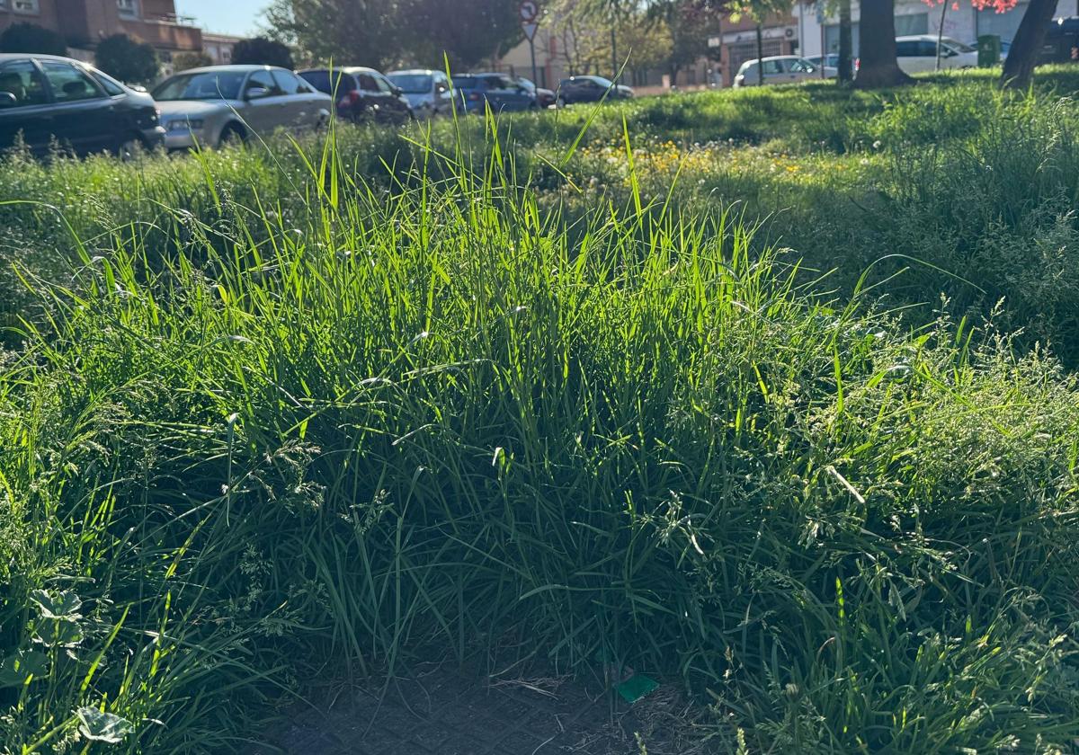 El PP exige un mantenimiento eficiente y urgente de los parques y jardines