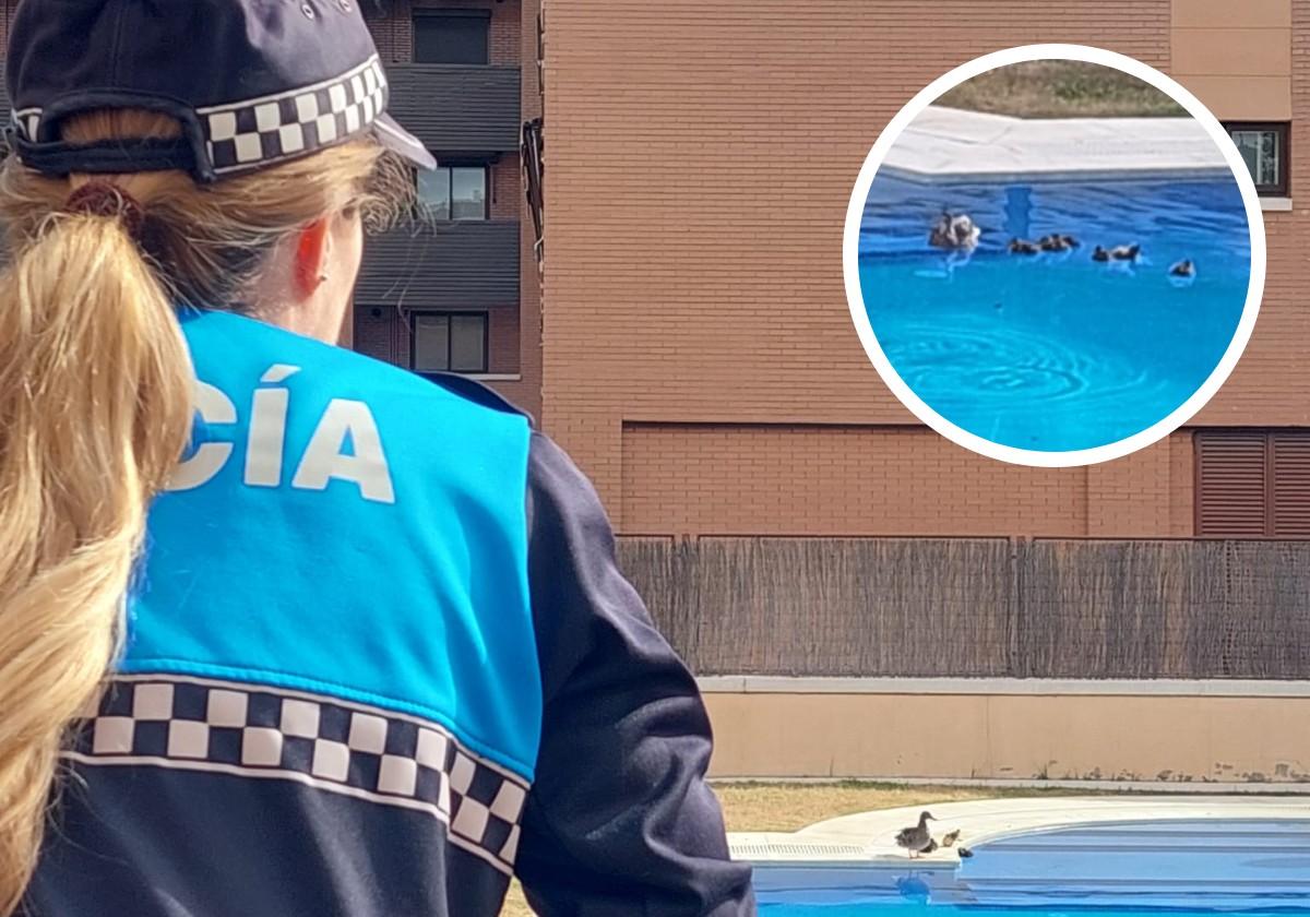 Rescatan a una familia de patos de una piscina comunitaria