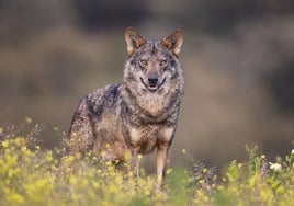 Lobo ibérico fotografiado en la Sierra de la Culebra (Zamora).