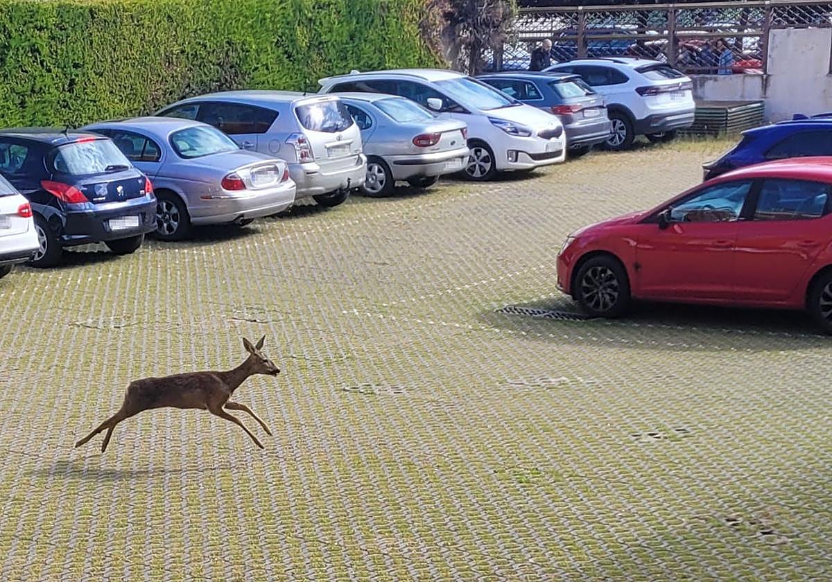 El corzo dentro del aparcamiento del edificio del Hospital Viejo.