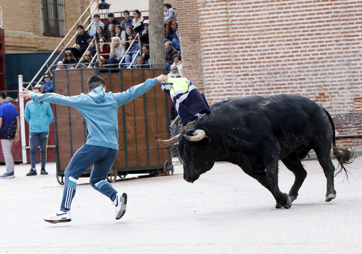Toro de la Casita en Alaejos.