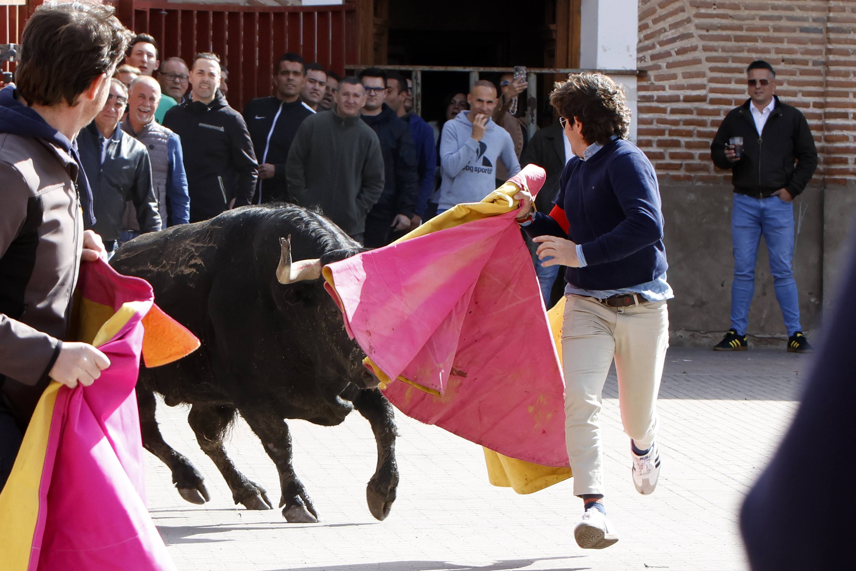 El Toro de la Casita de Alaejos, en imágenes