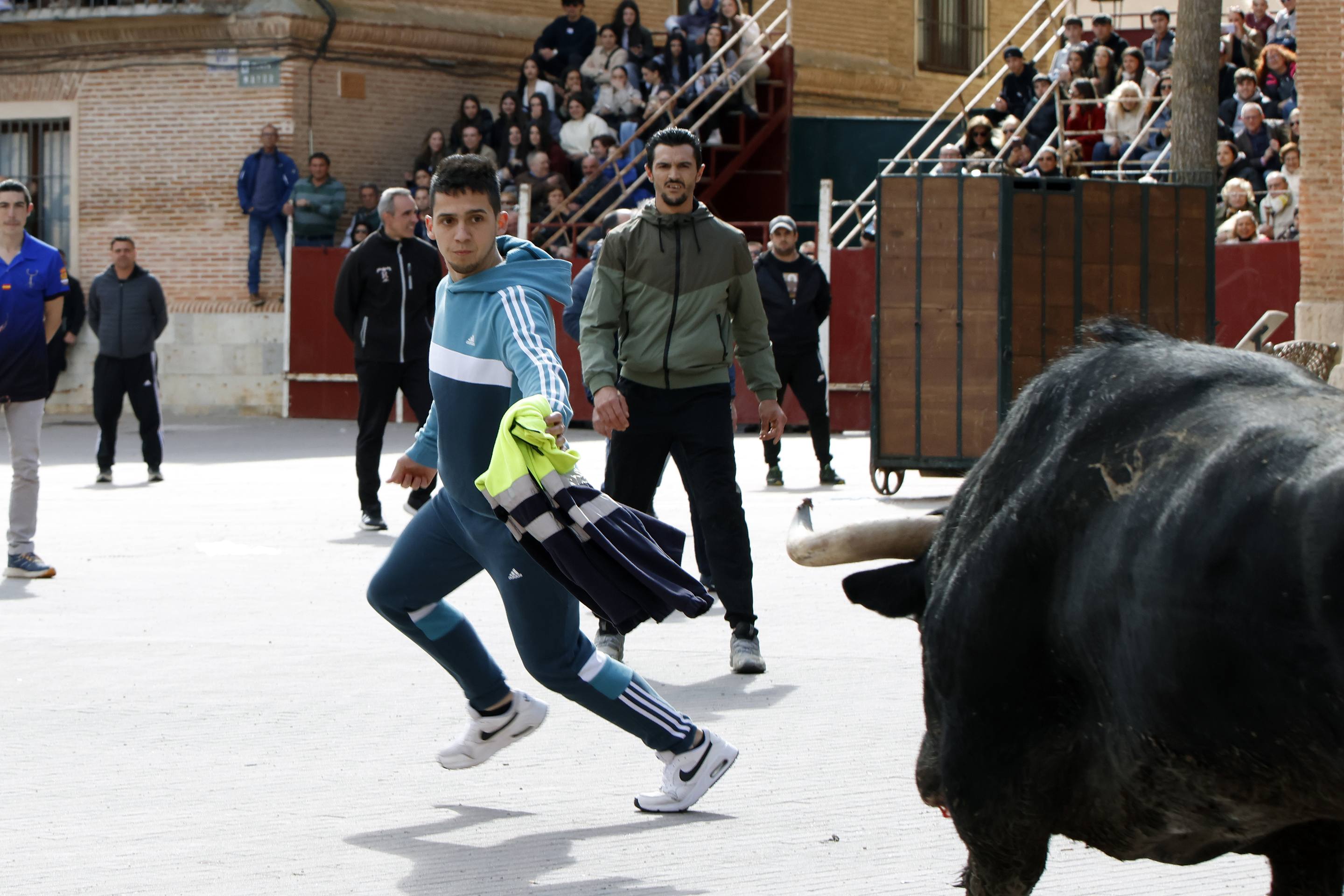 El Toro de la Casita de Alaejos, en imágenes