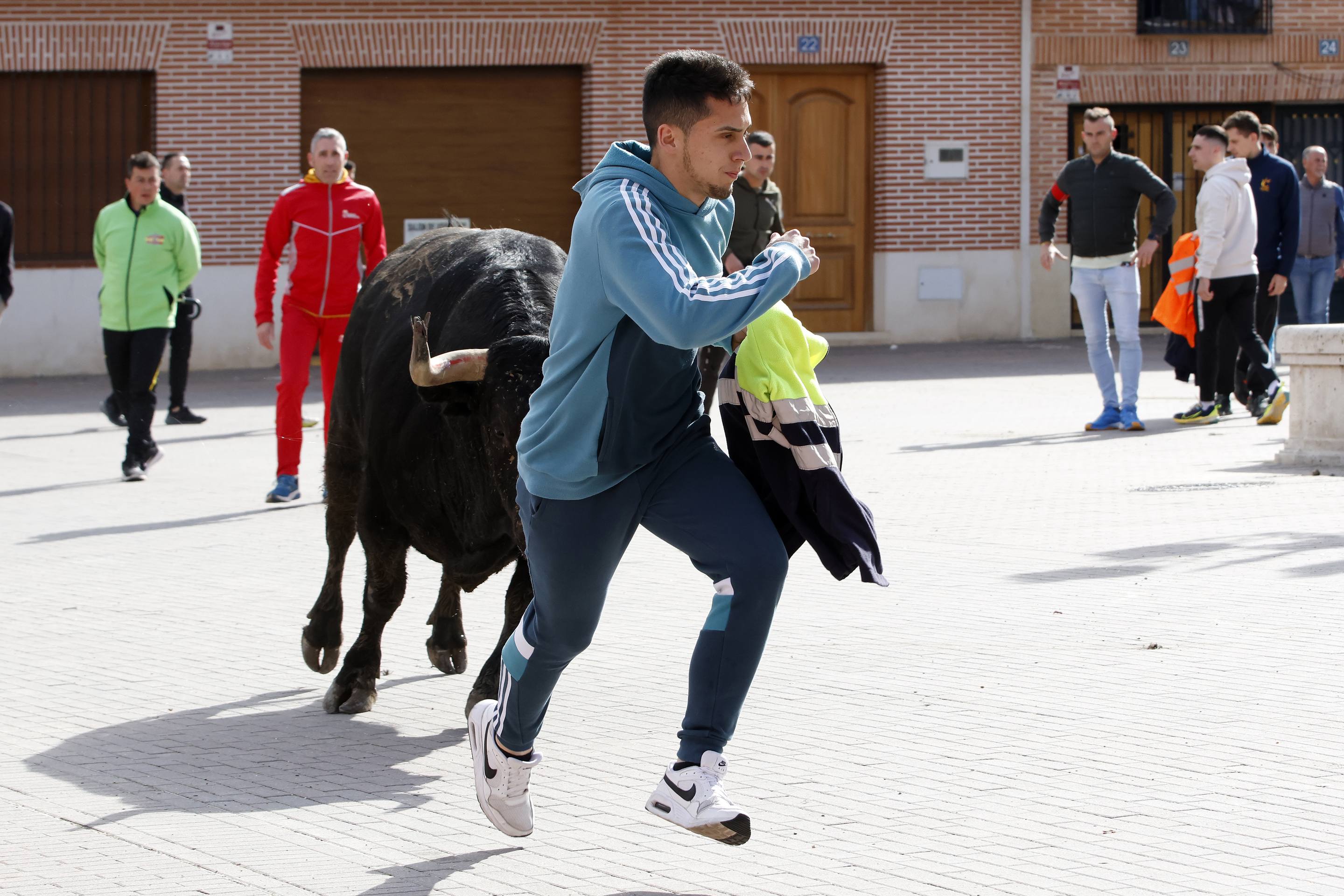 El Toro de la Casita de Alaejos, en imágenes