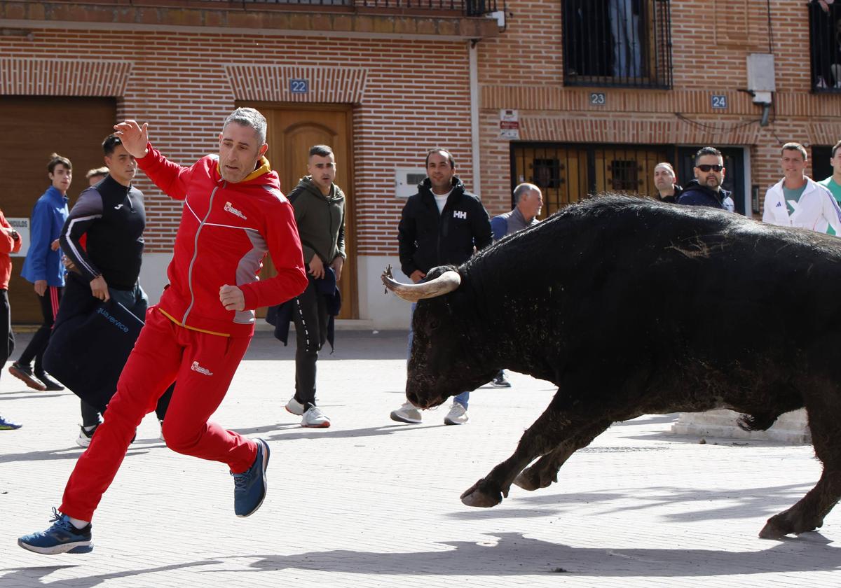 El Toro de la Casita de Alaejos, en imágenes