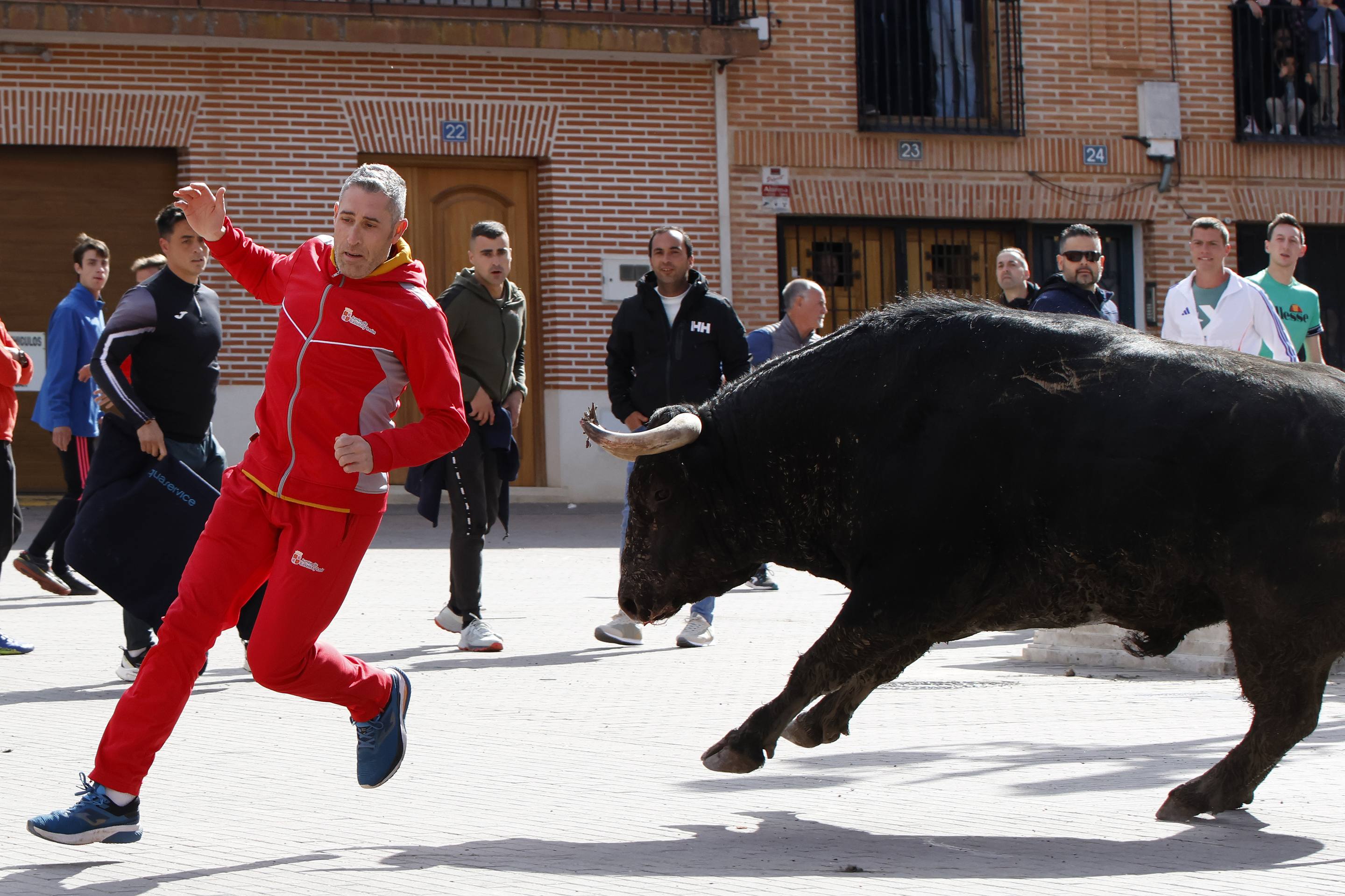 El Toro de la Casita de Alaejos, en imágenes