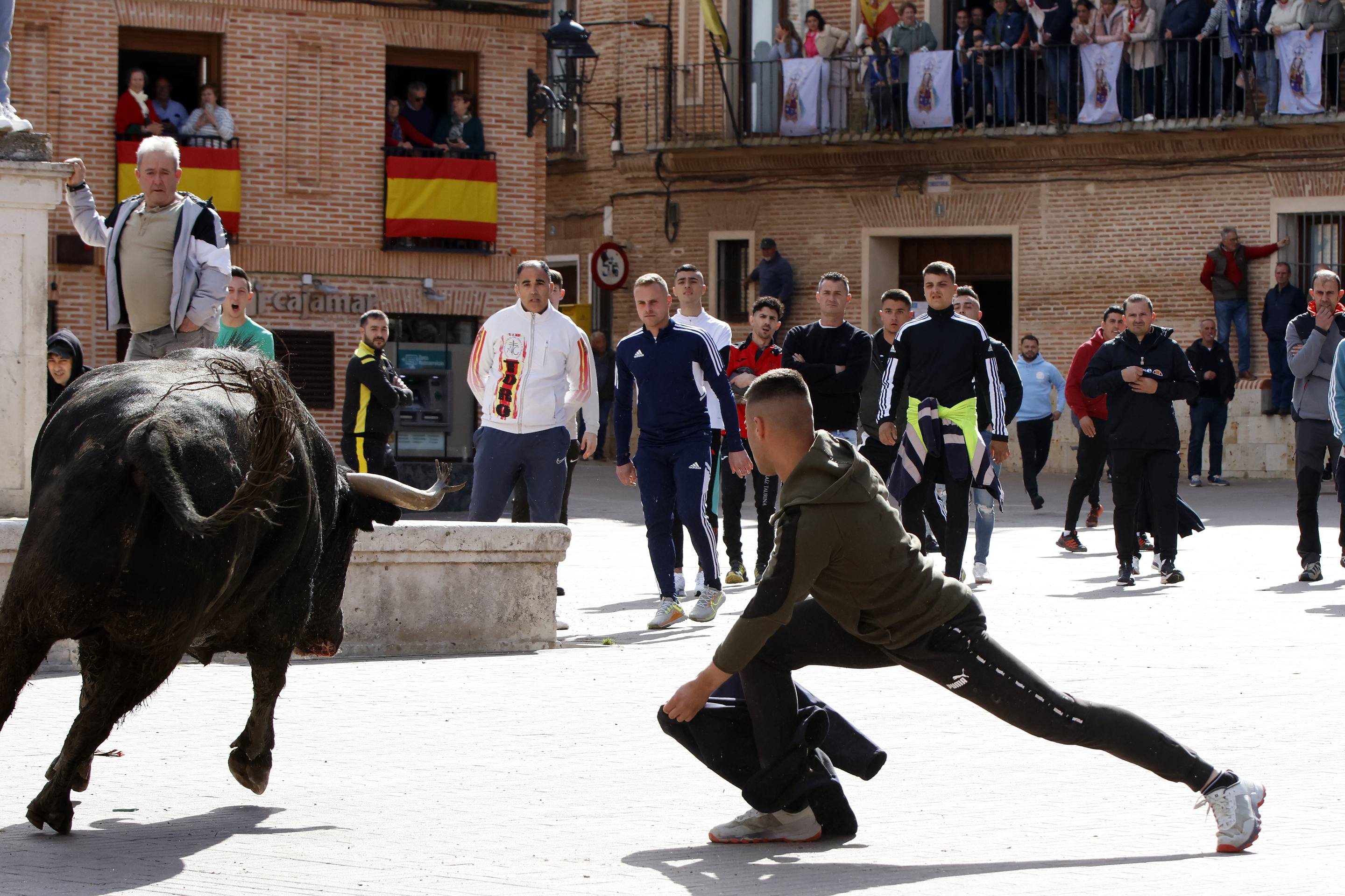 El Toro de la Casita de Alaejos, en imágenes
