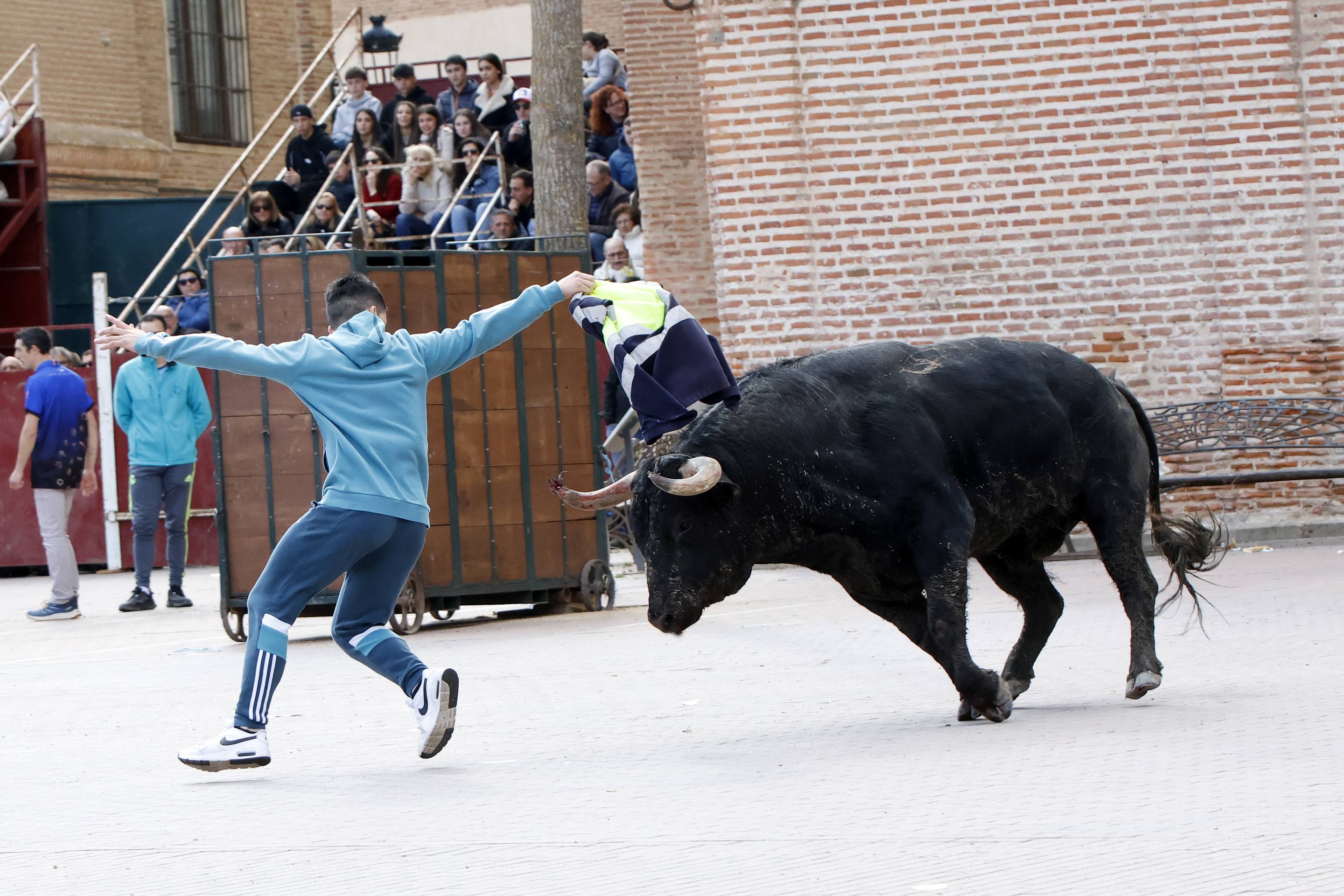 El Toro de la Casita de Alaejos, en imágenes