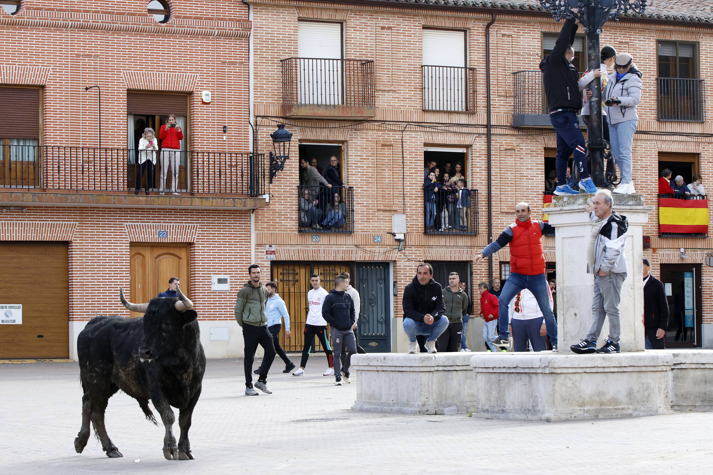 El Toro de la Casita de Alaejos, en imágenes