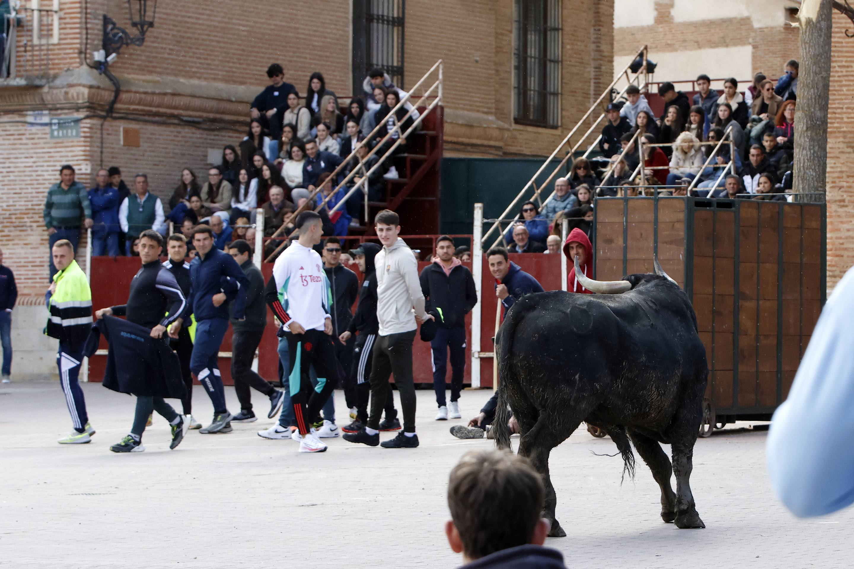 El Toro de la Casita de Alaejos, en imágenes