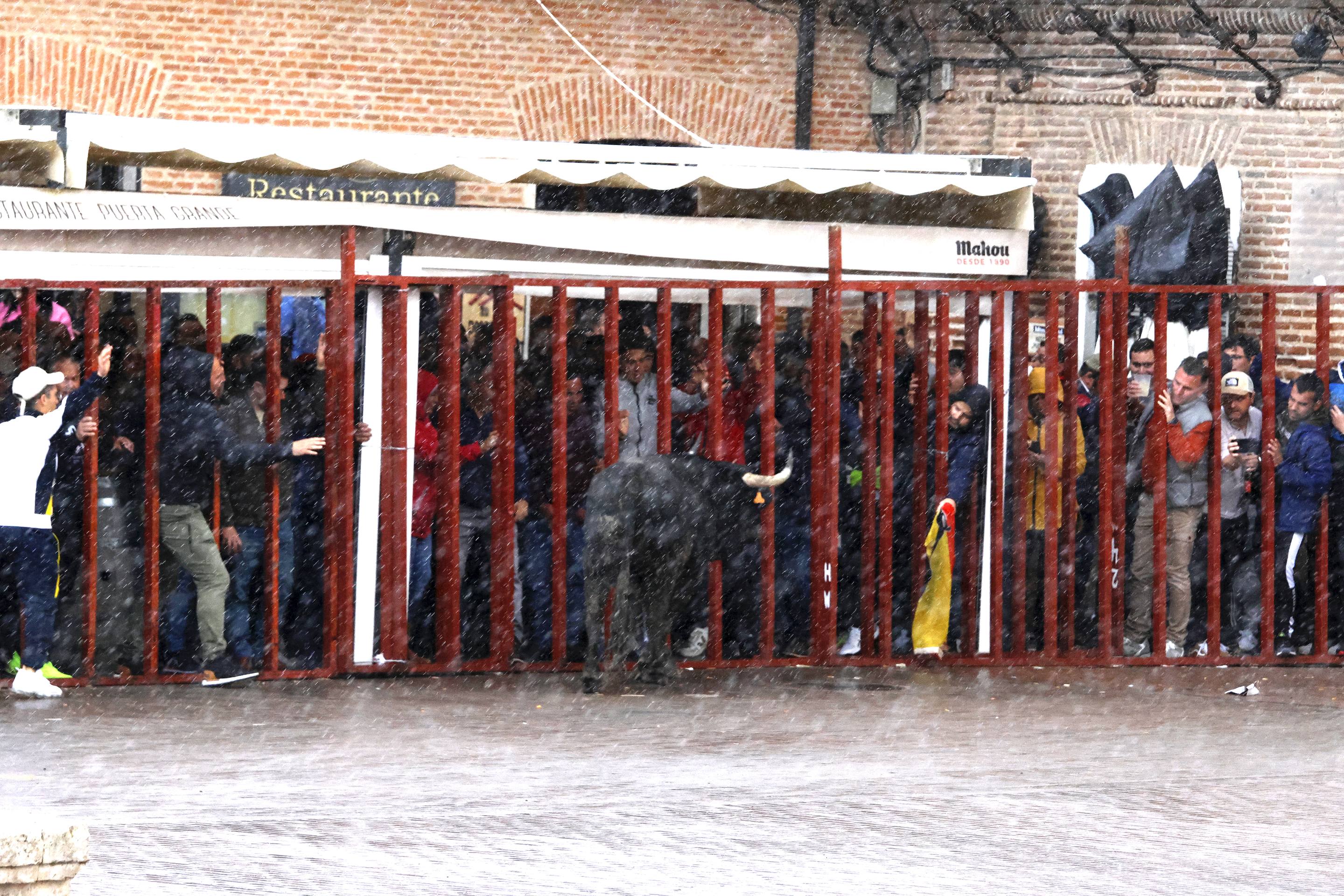 El Toro de la Casita de Alaejos, en imágenes