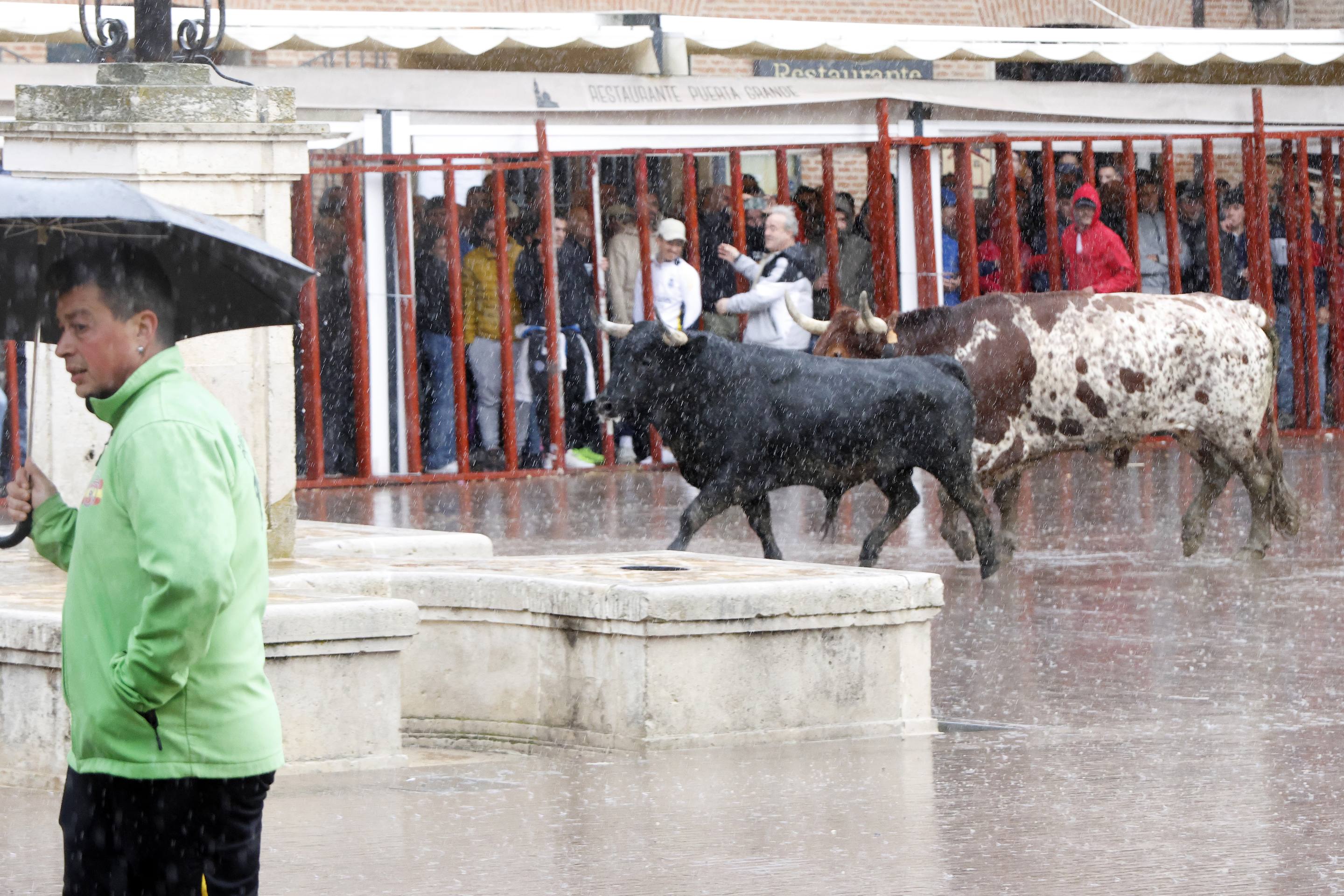 El Toro de la Casita de Alaejos, en imágenes