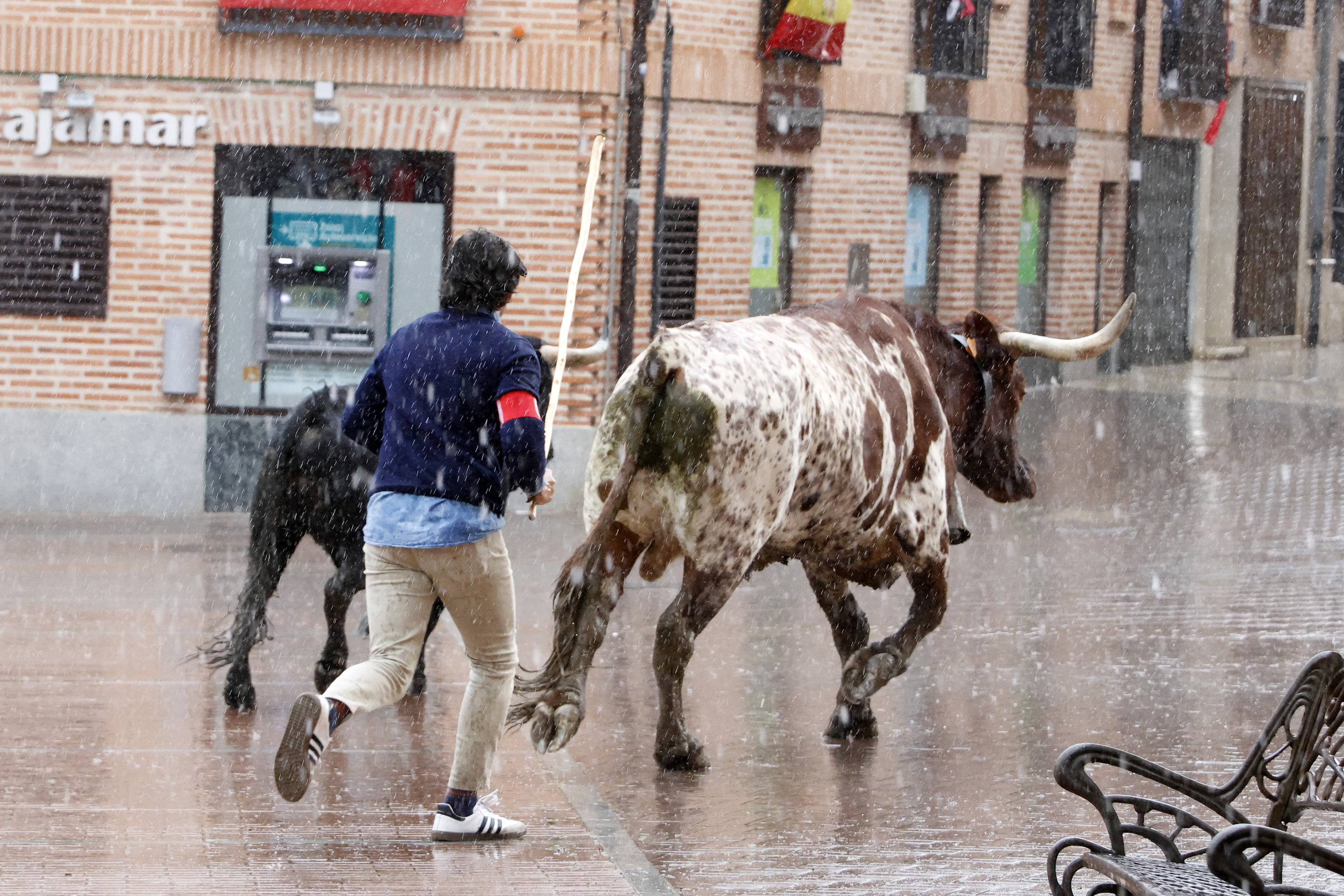 El Toro de la Casita de Alaejos, en imágenes