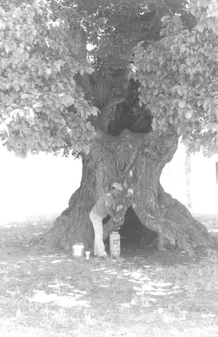 Pie original: «Este olmo de la ermita tiene más de cuatro siglos». 14 de agosto de 1988.