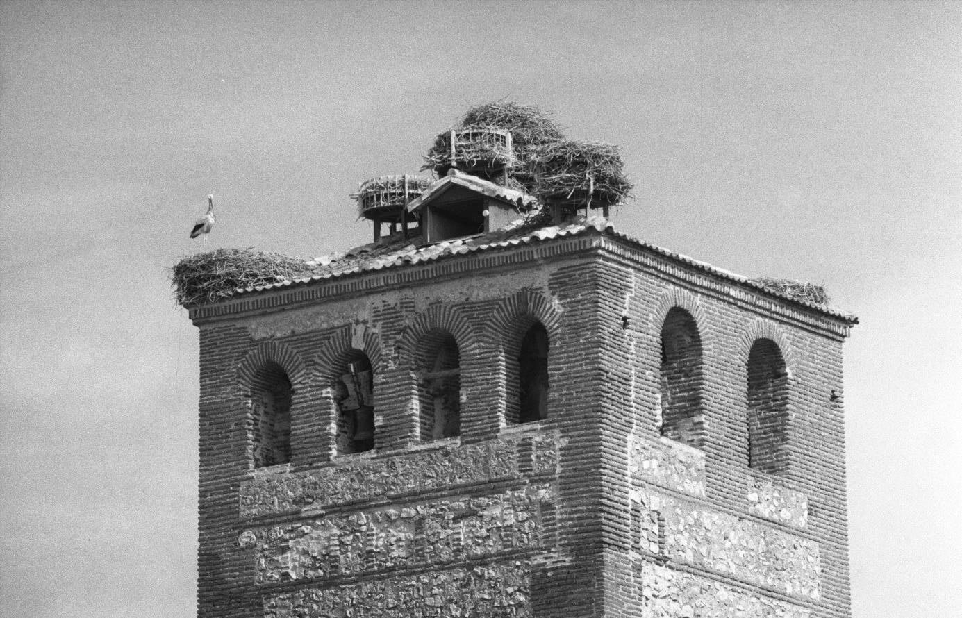 Cigüeñas en la torre de la iglesia. 6 de agosto de 1996.