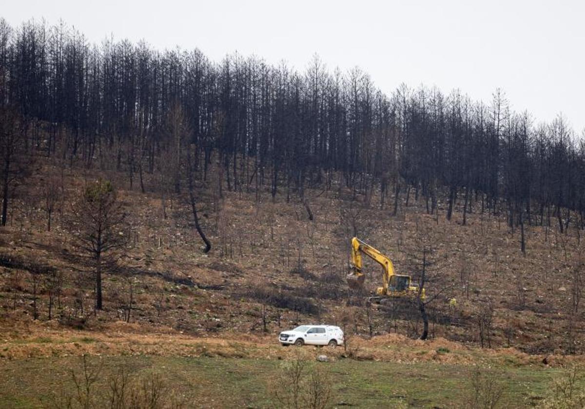 Labores de limpieza del campo en la Sierra de la Culebra en el año 2023.