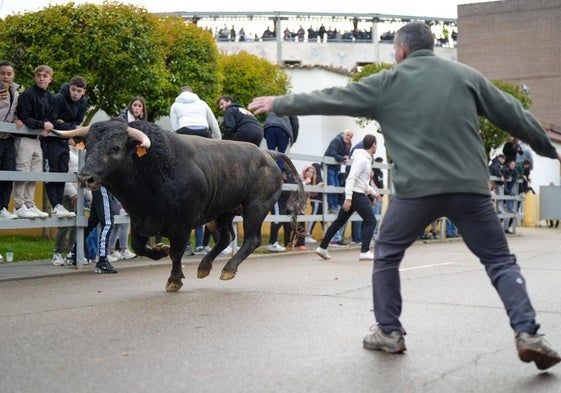 Uno de los participantes en el encierro cita a uno de los tres toros que salieron a las calles de Laguna.