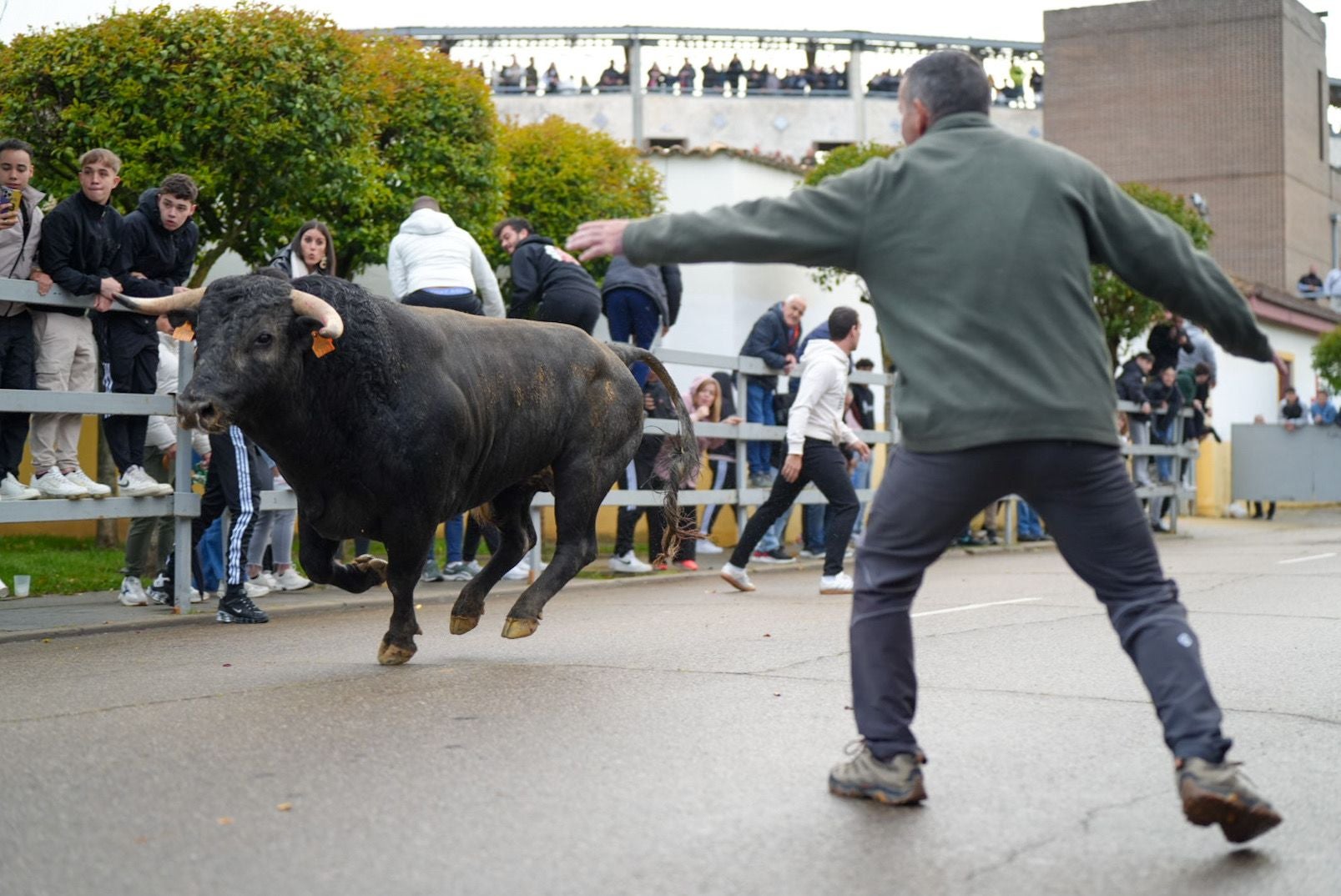 Las imágenes del encierro en Laguna de Duero por San Pedro Regalado