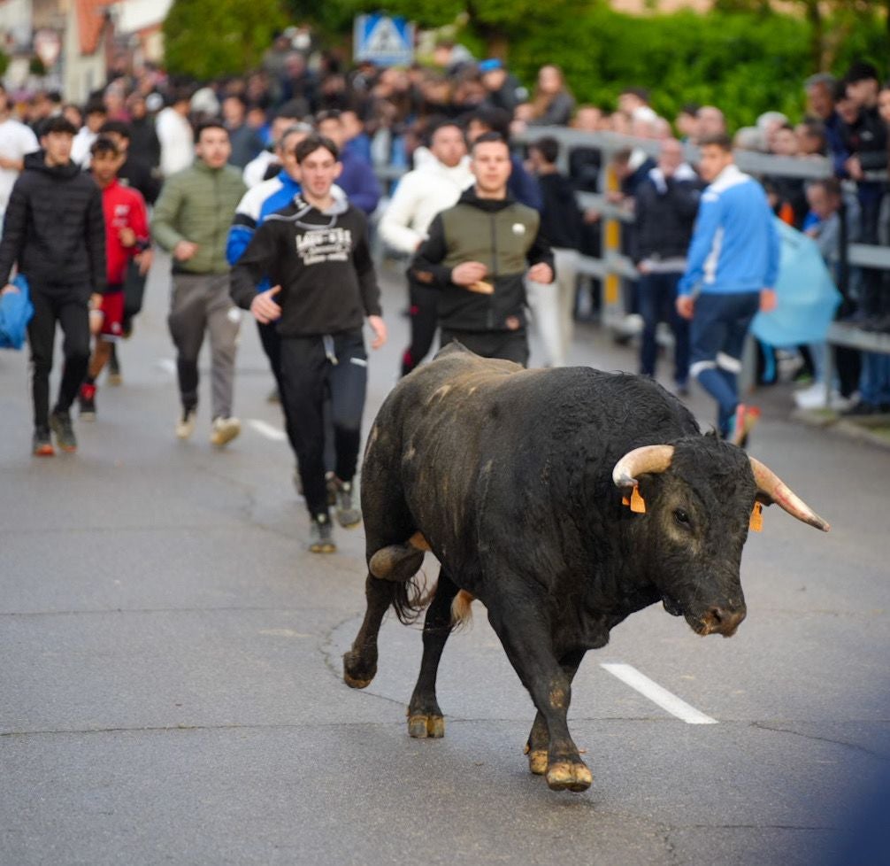 Las imágenes del encierro en Laguna de Duero por San Pedro Regalado