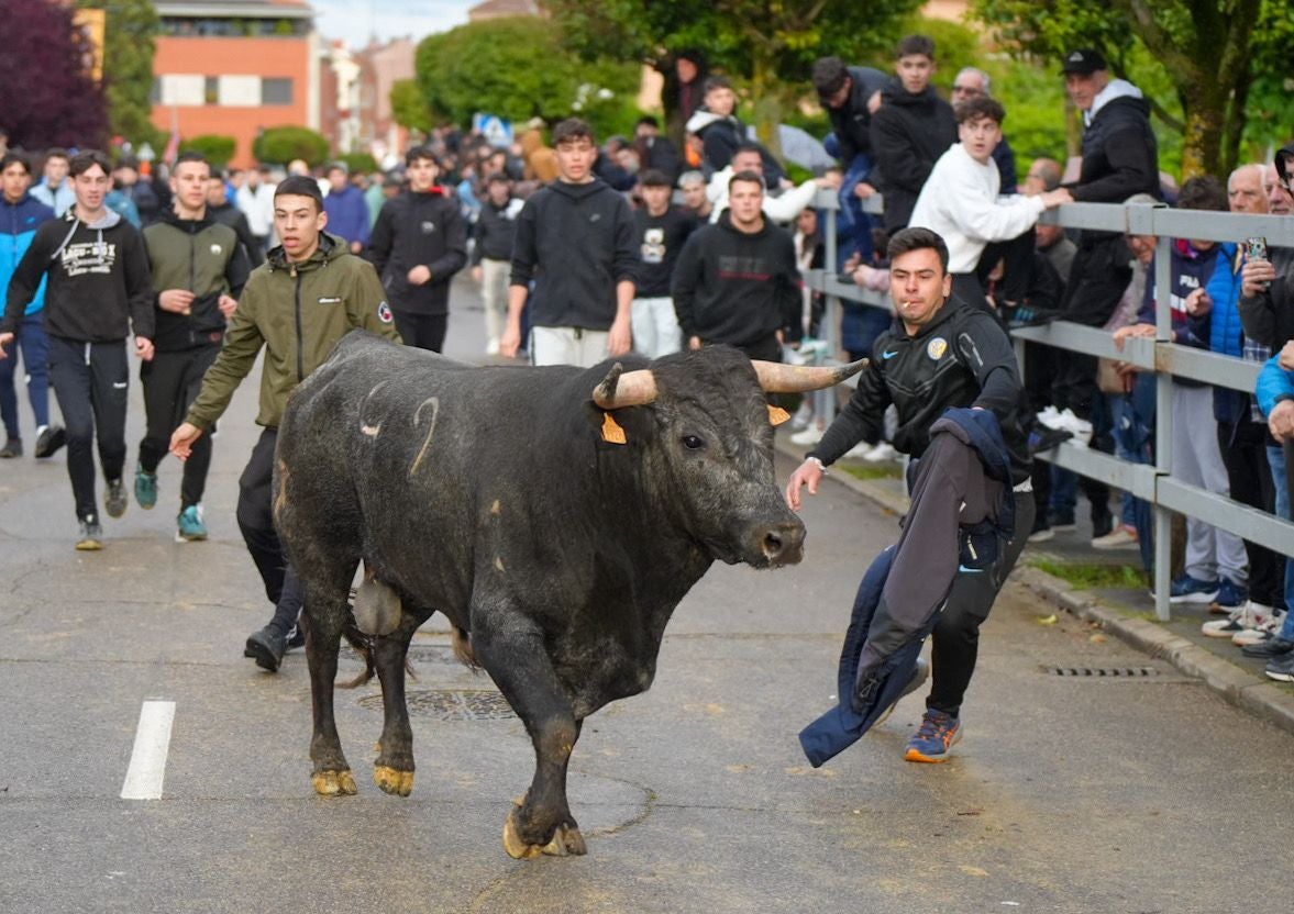 Las imágenes del encierro en Laguna de Duero por San Pedro Regalado