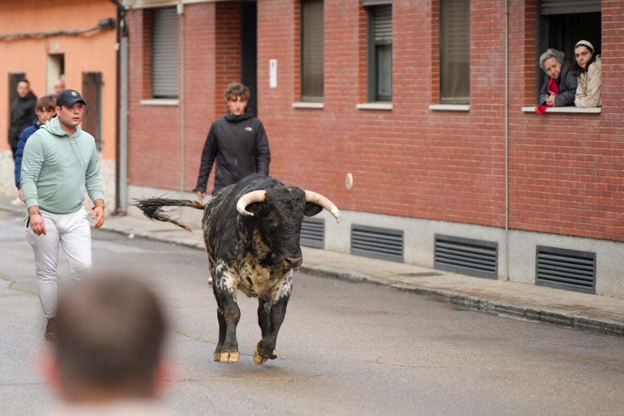 Las imágenes del encierro en Laguna de Duero por San Pedro Regalado