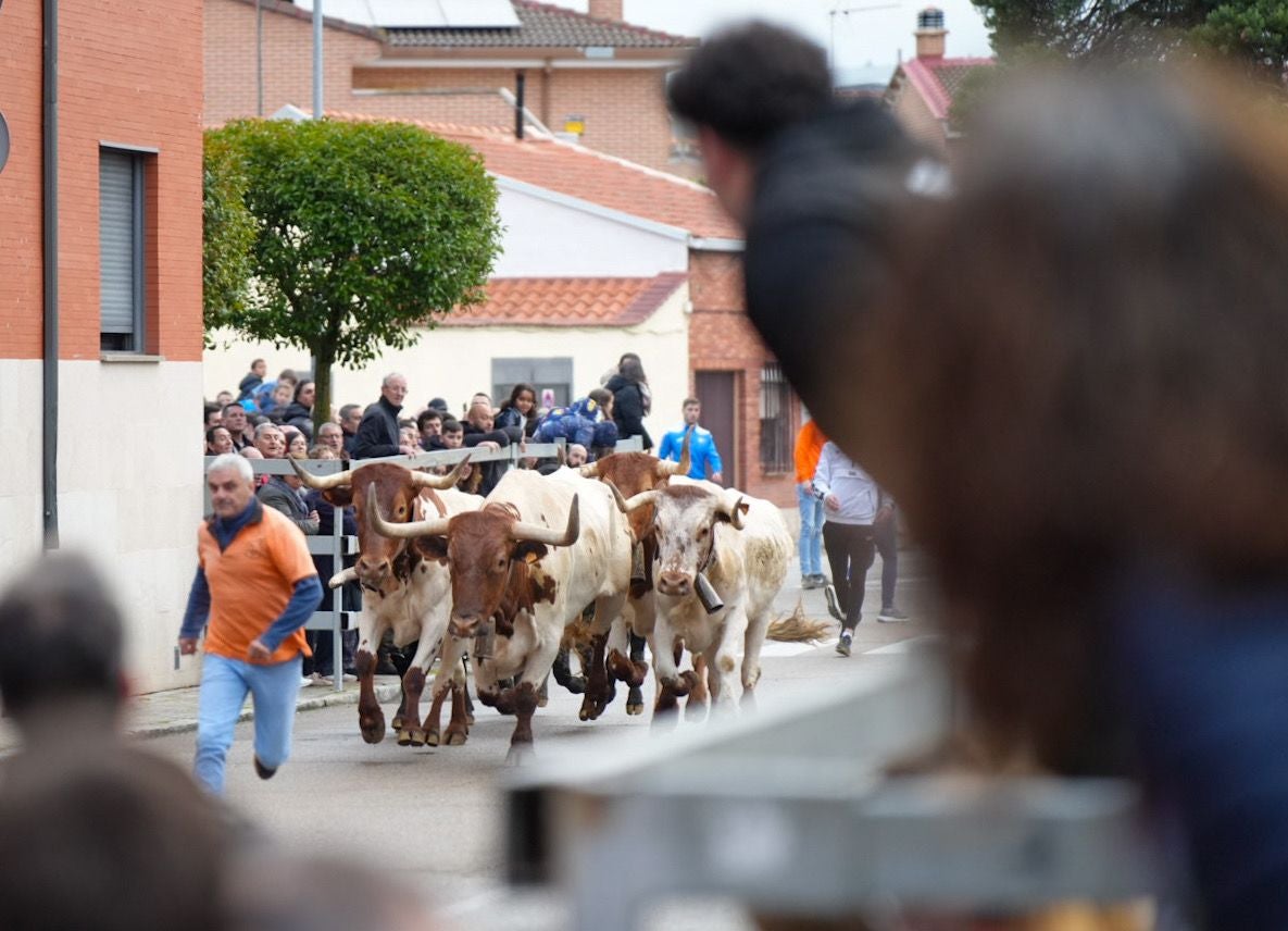 Las imágenes del encierro en Laguna de Duero por San Pedro Regalado