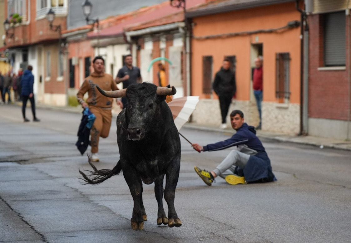 Las imágenes del encierro en Laguna de Duero por San Pedro Regalado