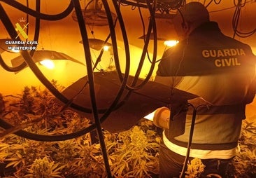Detenido por cultivar 173 plantas de marihuana en Herrera de Valdecañas