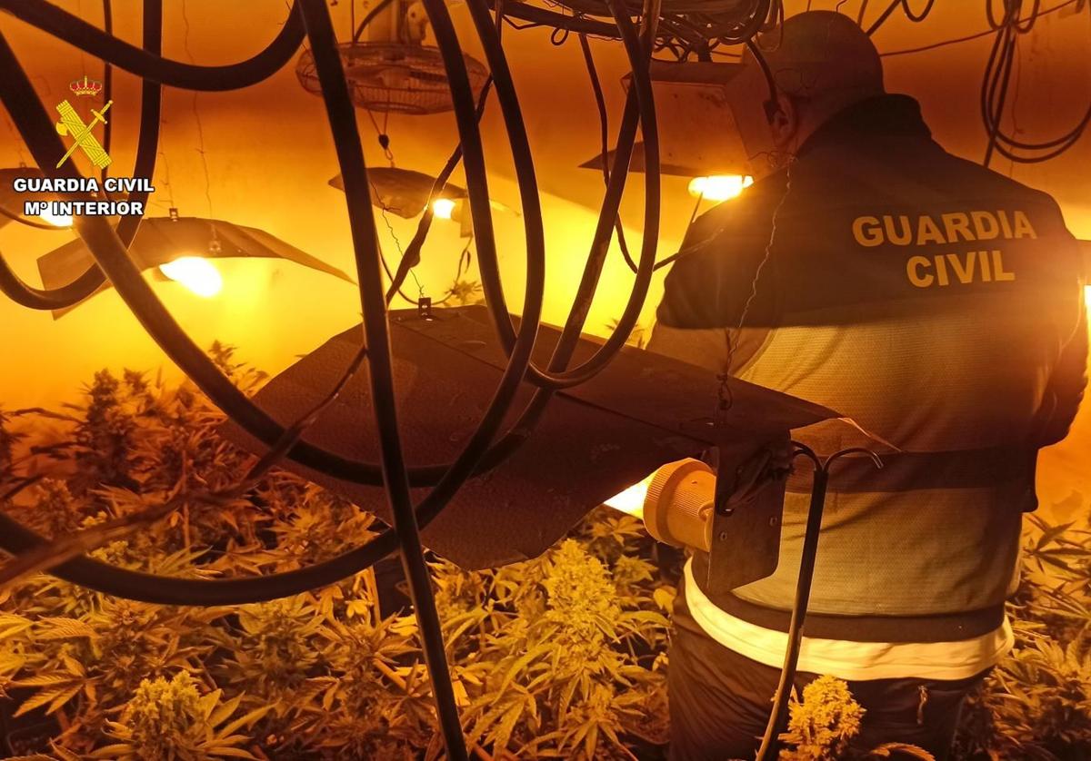 Detenido por cultivar 173 plantas de marihuana en Herrera de Valdecañas